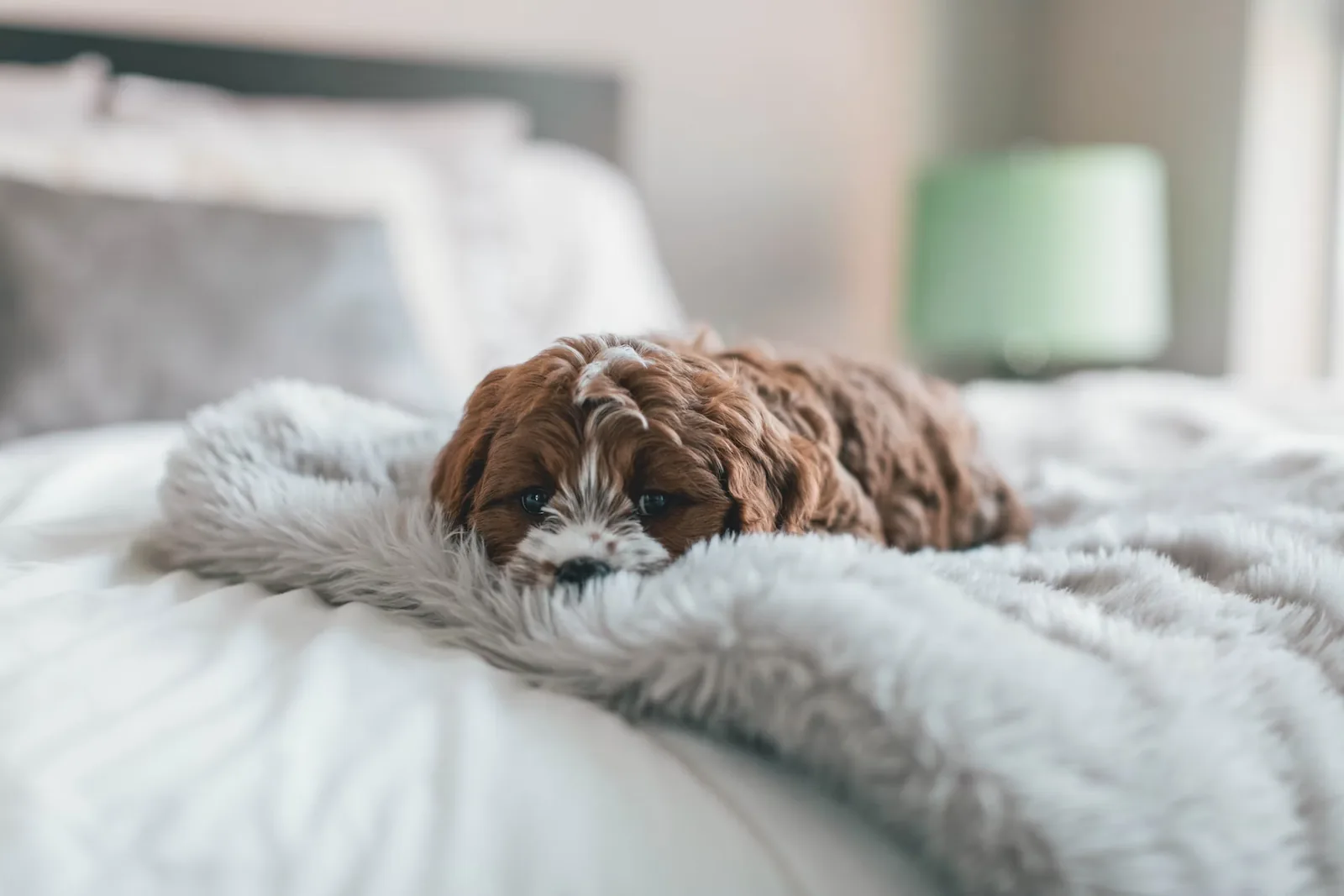 Ana Pet Sitter Lisboa